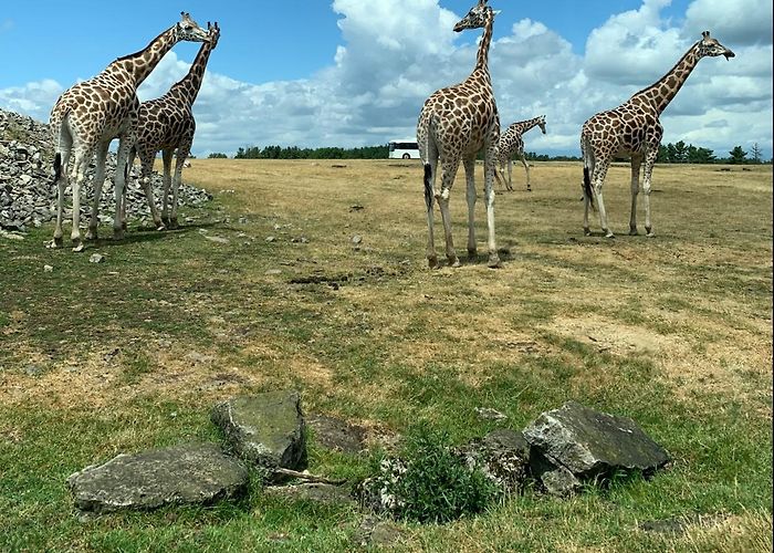 African Lion Safari photo