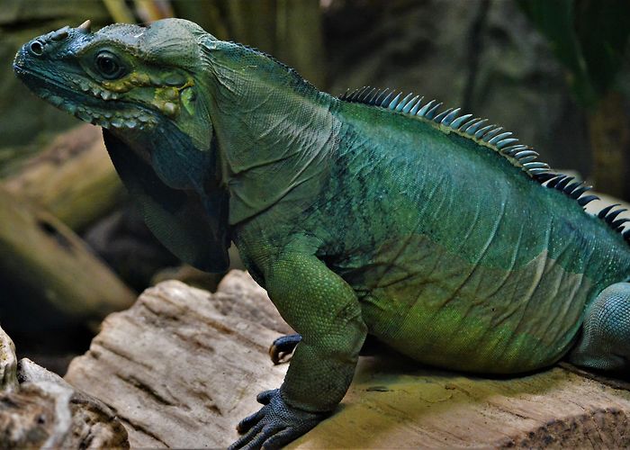 Greenville Zoo photo