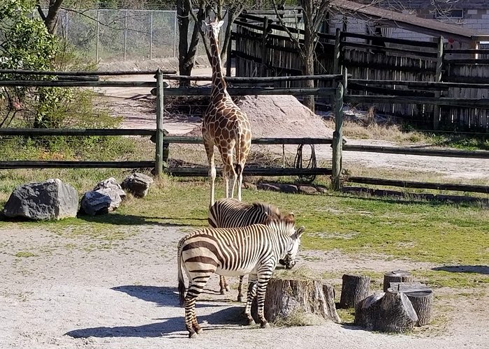Zoo Knoxville photo