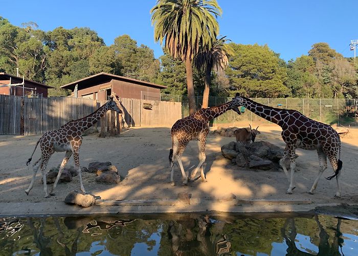 Oakland Zoo photo