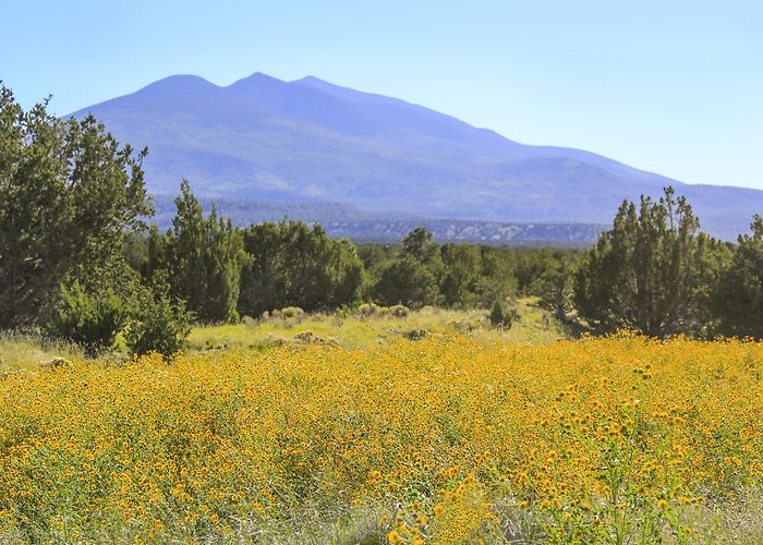 Arizona Snowbowl photo