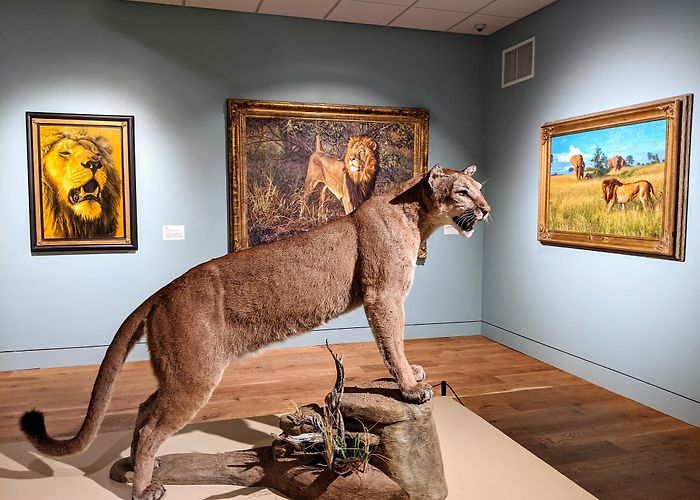 Witte Museum photo
