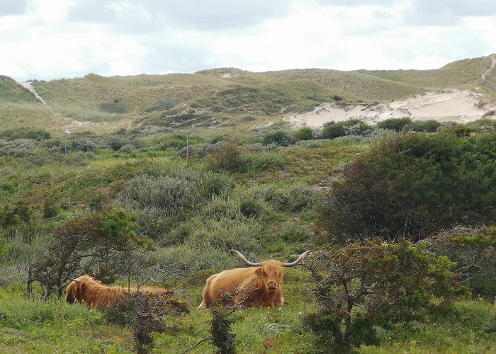 Bergen aan Zee photo