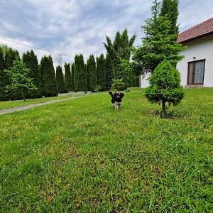 Pensiunea Bradu Hotel Hales Exterior photo