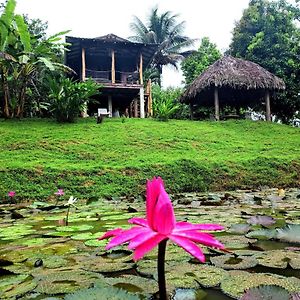 Bluff Hidden Paradise Guest House Bocas Town Exterior photo